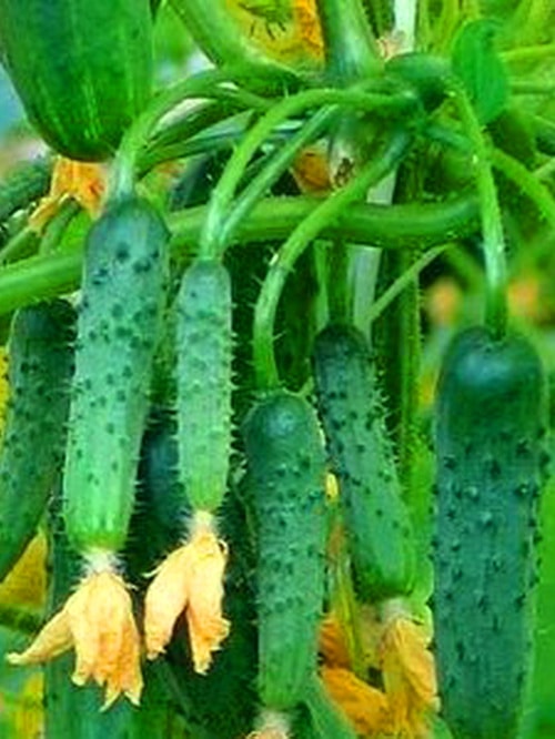 отличия выращивания огурцов и томатов