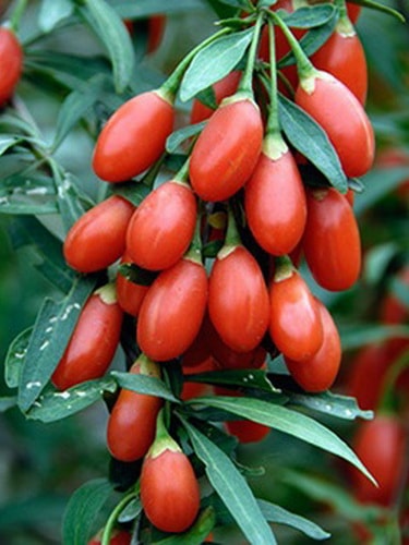 ягоды Годжи: выращивание из семян
