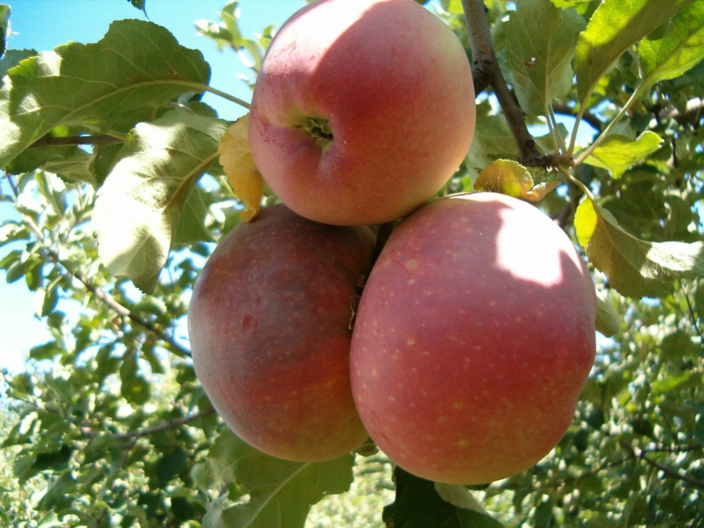 фото яблок Апорт на дереве