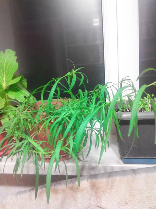 выращивание эстрагона из семян в домашних условиях