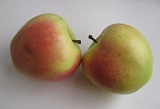 интенсивные сорта яблони