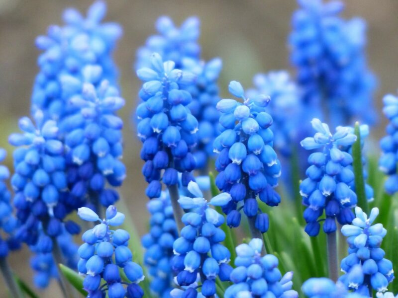 Ренневесенние мускари красиво оттеняют сад ярко-голубым оттенком
