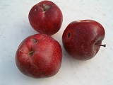 сорта яблок для интенсивного сада