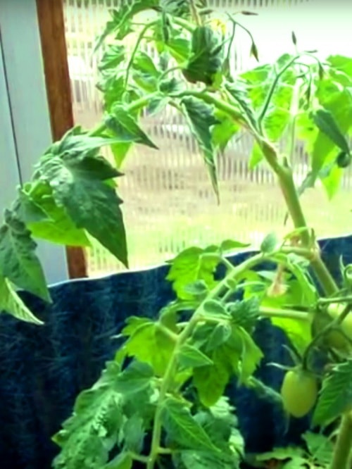 выращивание детерминантных помидор формирование и пасынкование