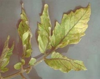 хлороз листьев из-за недостатка серы