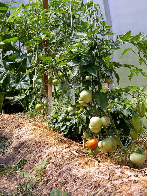 пошаговая подкормка помидоров в теплице