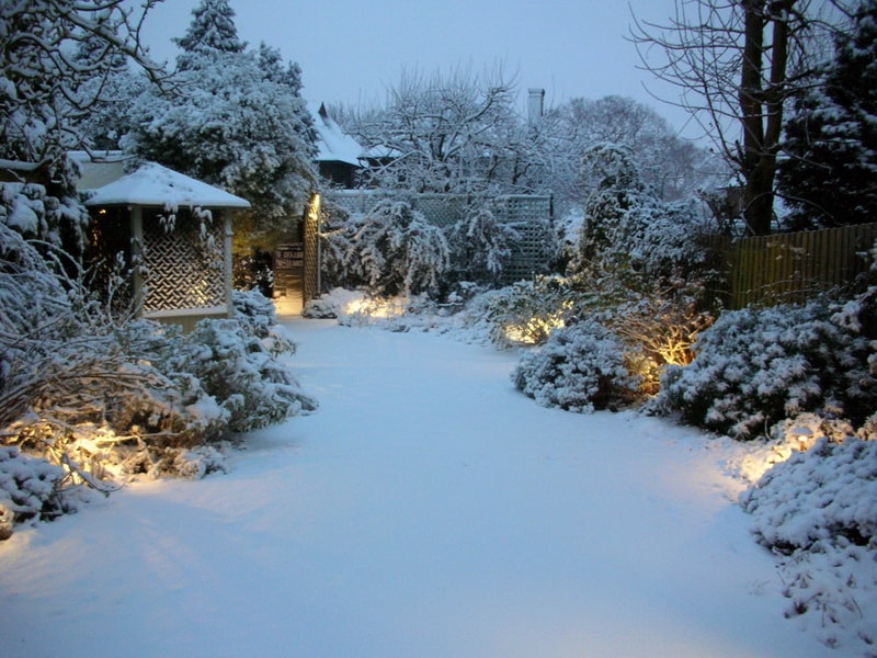 Зимний сад зимой фото