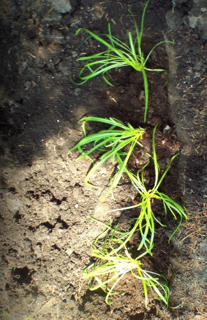 выращивание лиатриса из семян