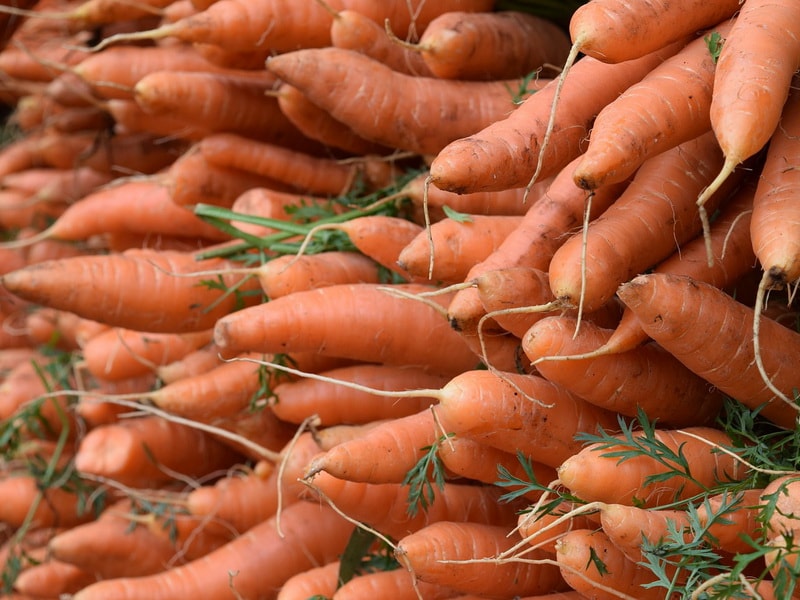 выращивание моркови и уход за ней в сентябре