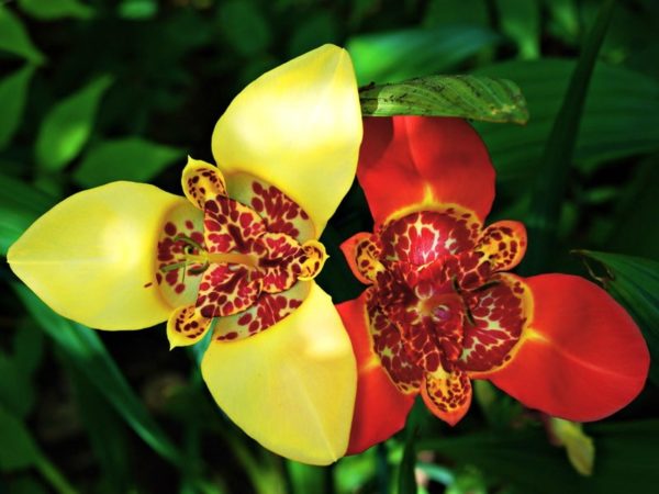 цветок тигридия