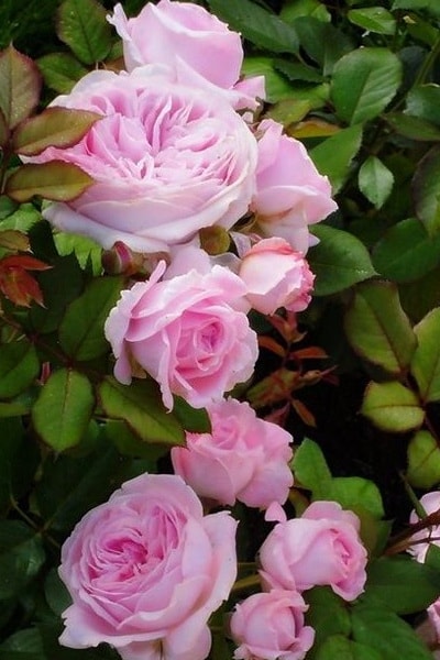 розовая флорибунда Розегрэфин Мари Хенриэттэ (фото и описание)