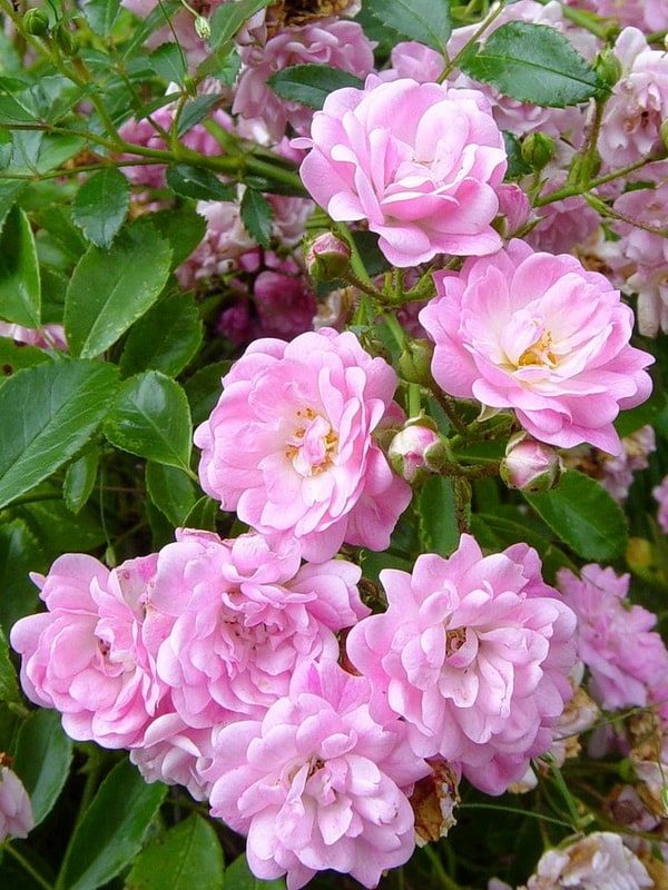 полиантовые розы фото и описание