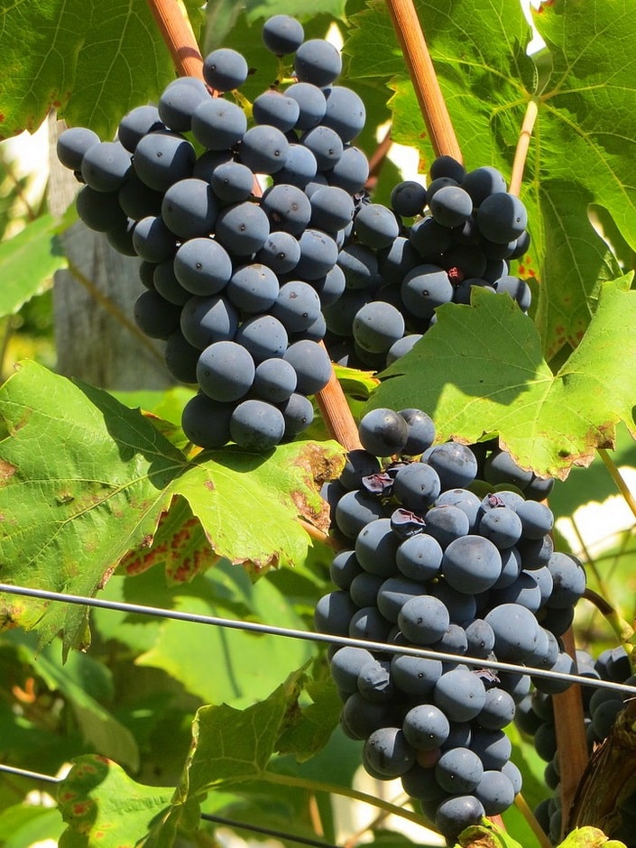 чем подкормить виноград весной для хорошего урожая