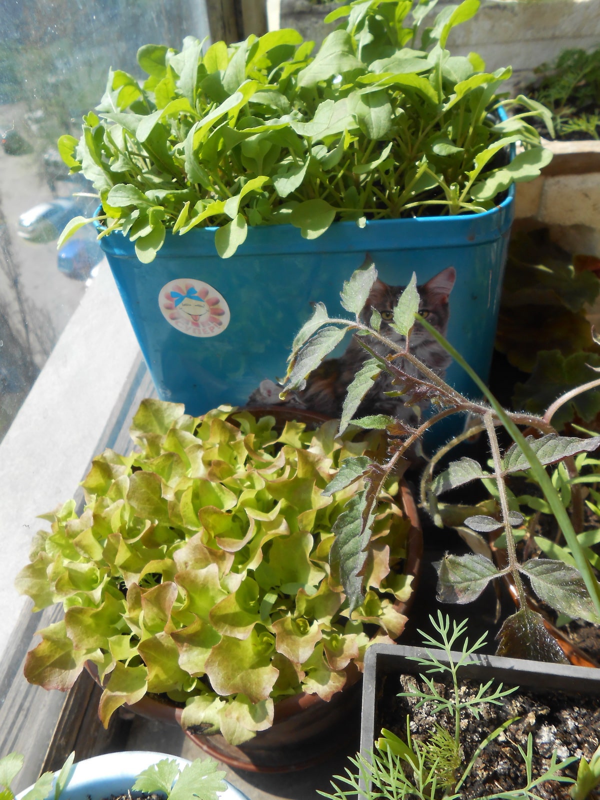 выращивание салата на подоконнике в домашних условиях