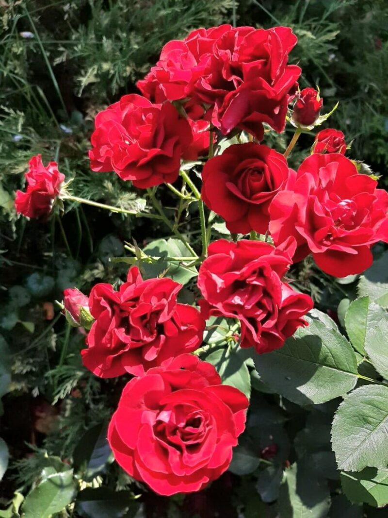 роза флорибунда Г.Х. Андерсен