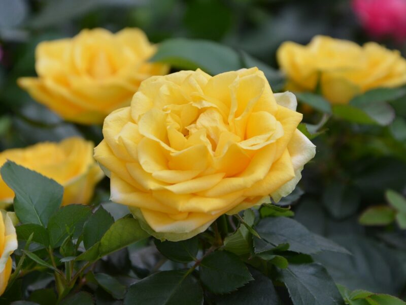 лучшие желтые розы