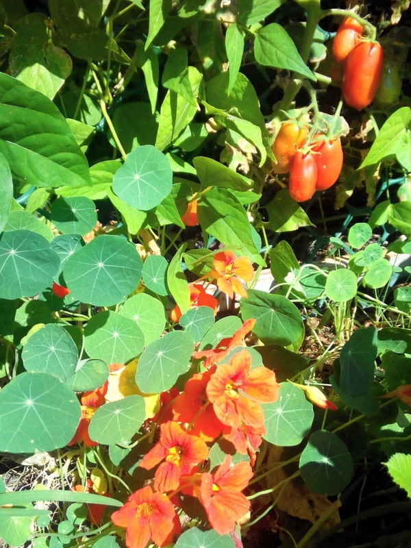 Что высадить рядом с томатами, чтобы предотвратить фитофтороз и другие проблемы
