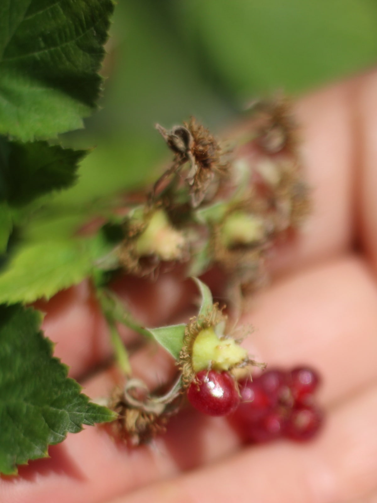 Почему ягоды малины рассыпаются на крупинки при сборе урожая и как избежать это
