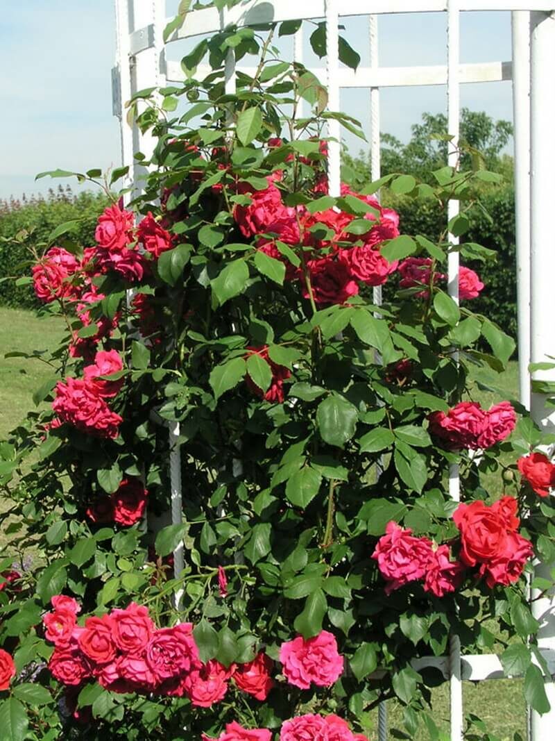 красно-малиновые розы Paul`s Scarlet Climber