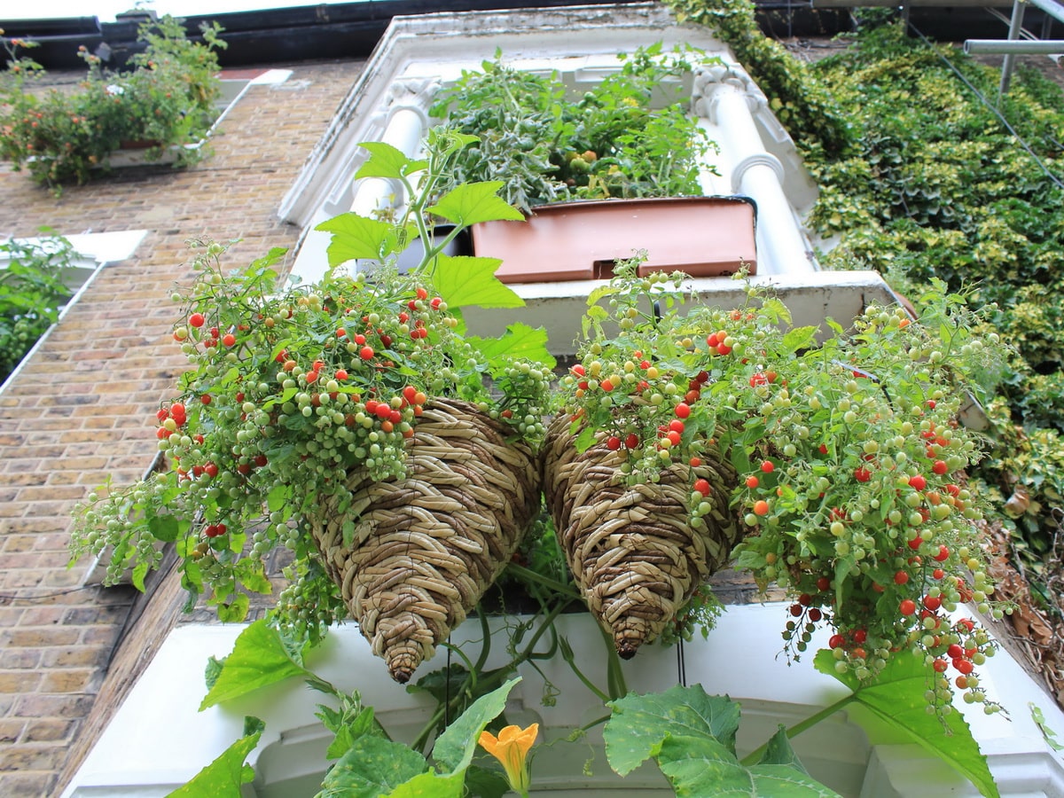 пример выращивания томатов на балконе