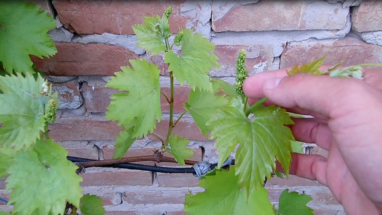 Правила весенних подкормок для высоких урожаев винограда