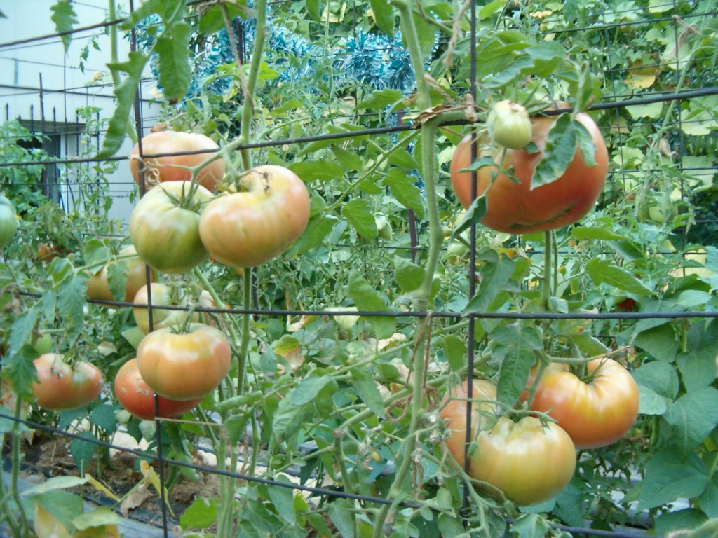 пасынки у томатов рвать снизу или сверху