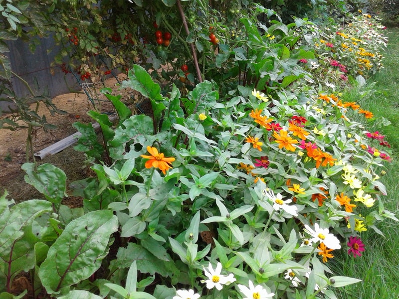 пермакультурный огород на нашем участке с применением циннии