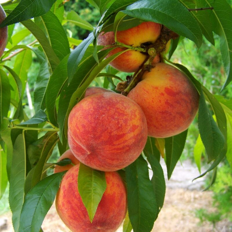 выращивание персика и нектарина