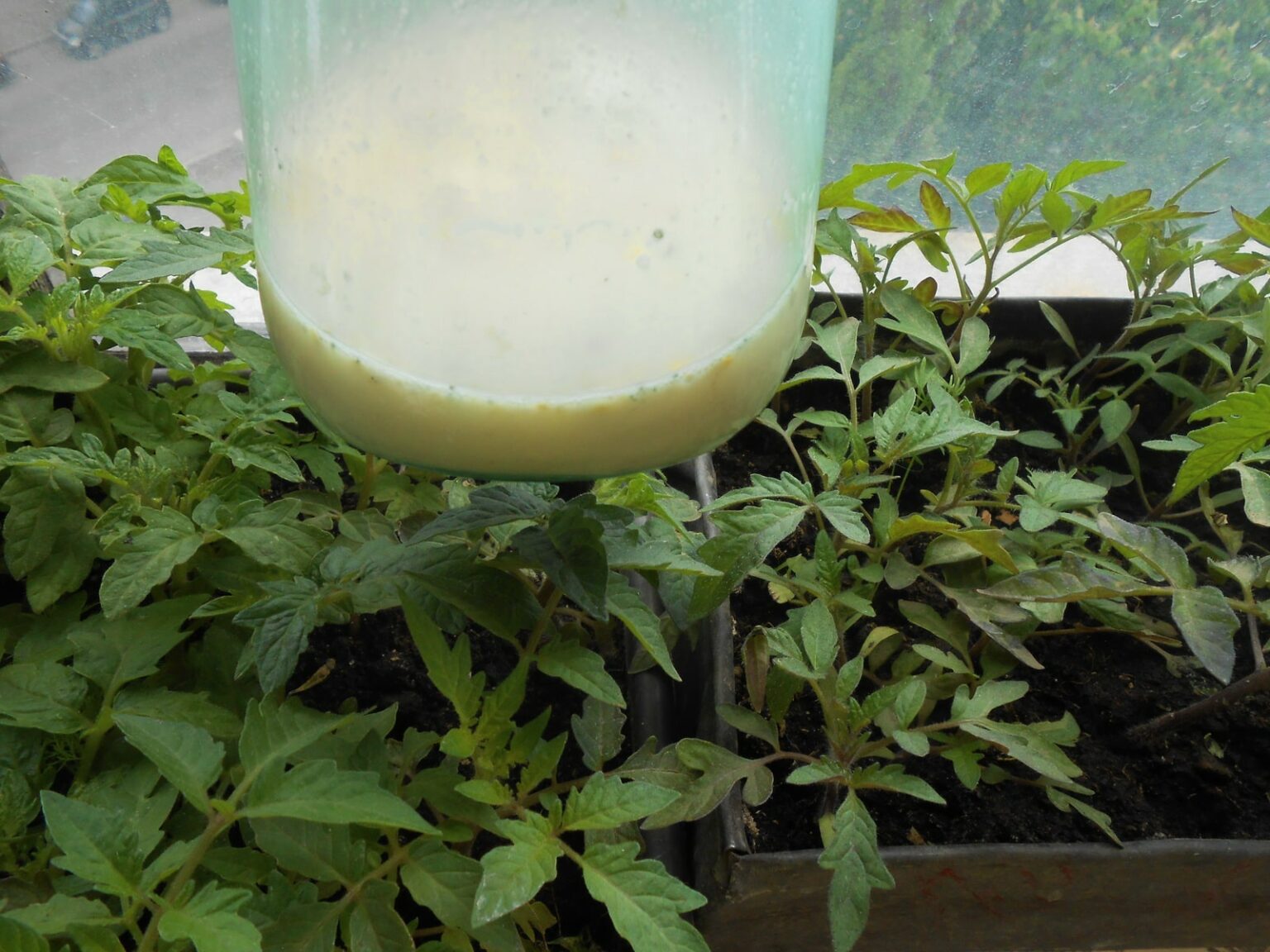 дрожжи для улучшения роста рассады томатов