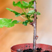 Выращивание смородины из черенков: все способы и средства