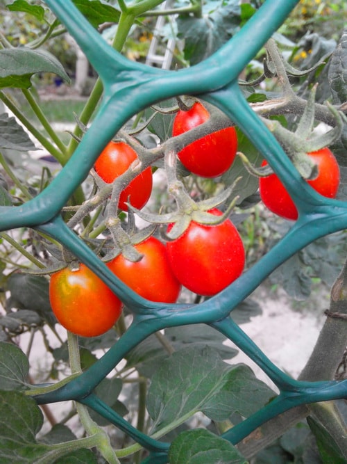 защита томатов от болезней и вредителей