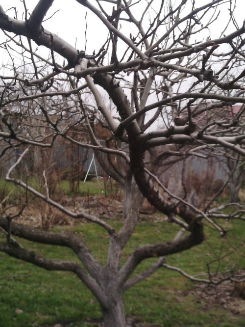 обрезка плодовых деревьев весной
