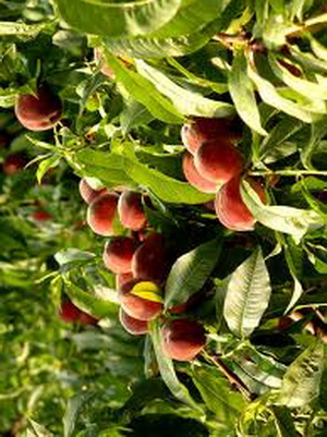 выращивание персика и нектарина