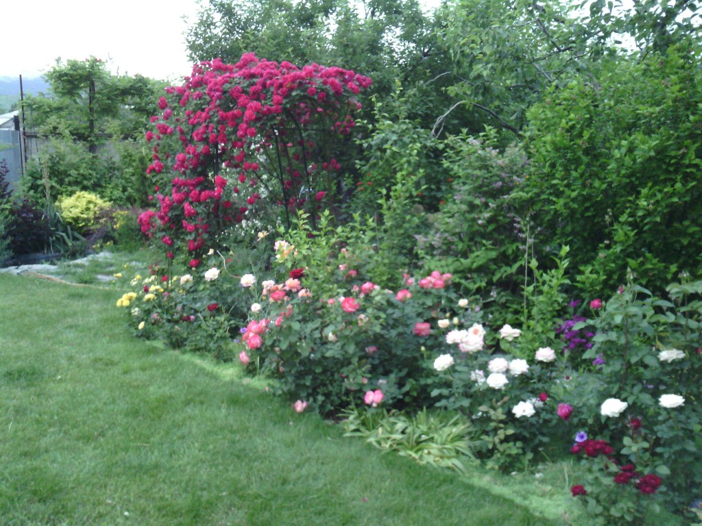плетистые розы в саду на арке