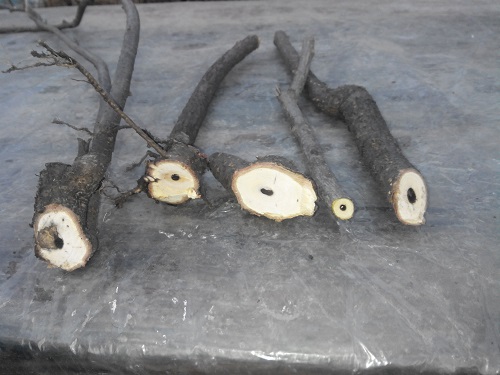 вредитель на смородине - сердцевина стебля съедена