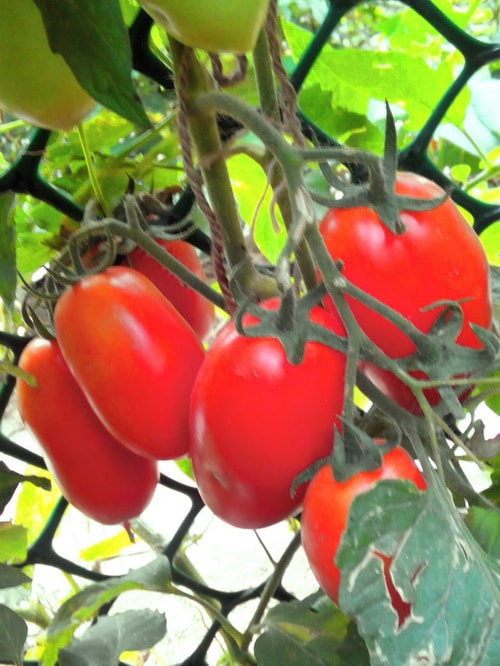 Подвязка и пасынкование томатов в открытом грунте