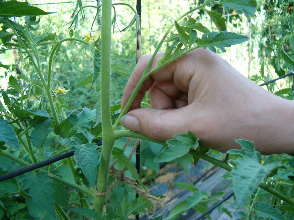пасынкование томатов может привести к закручиванию листьев