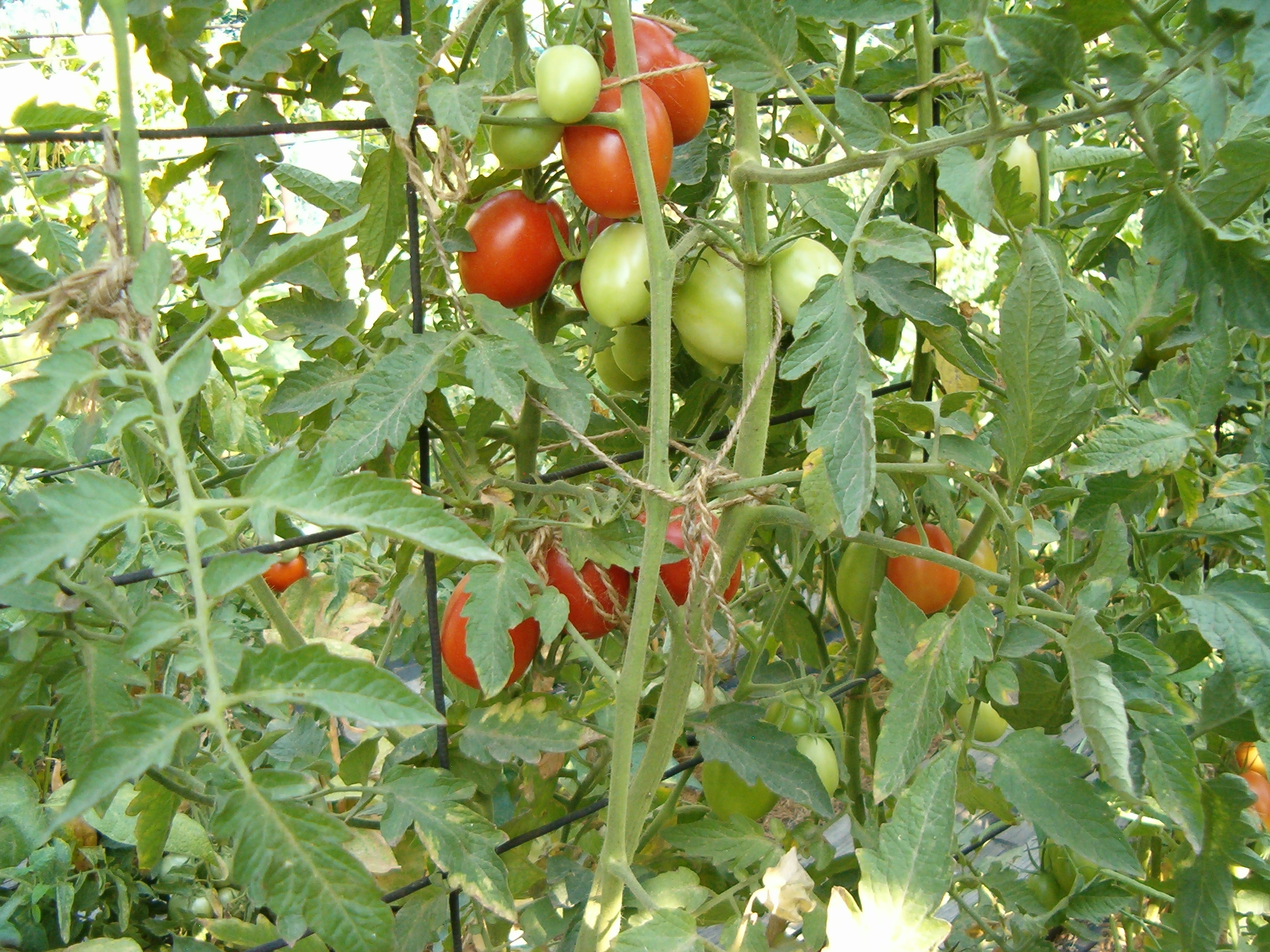подвязка помидоров в открытом грунте фото