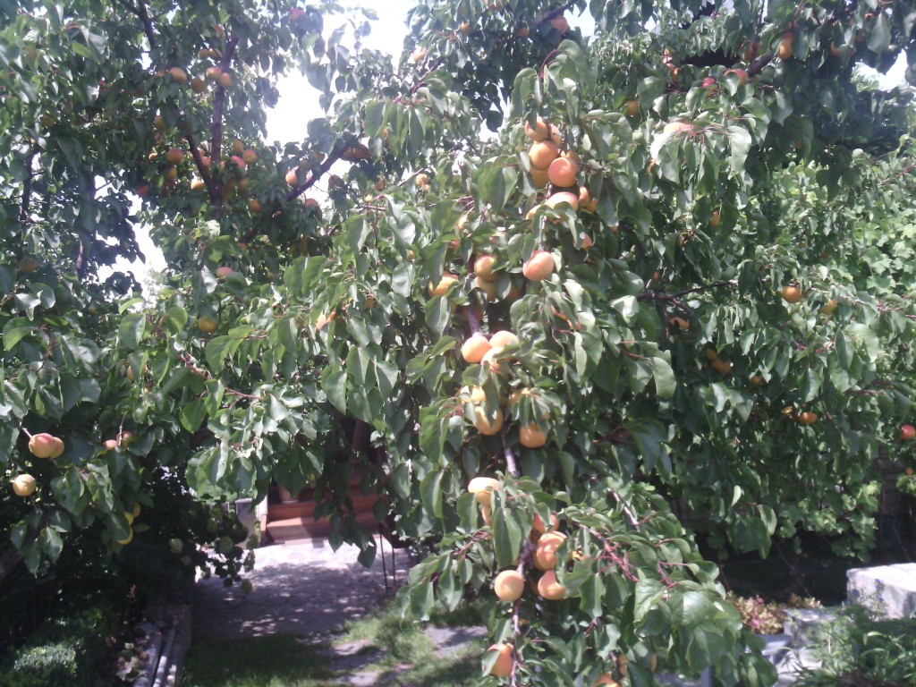 как вырастить абрикос