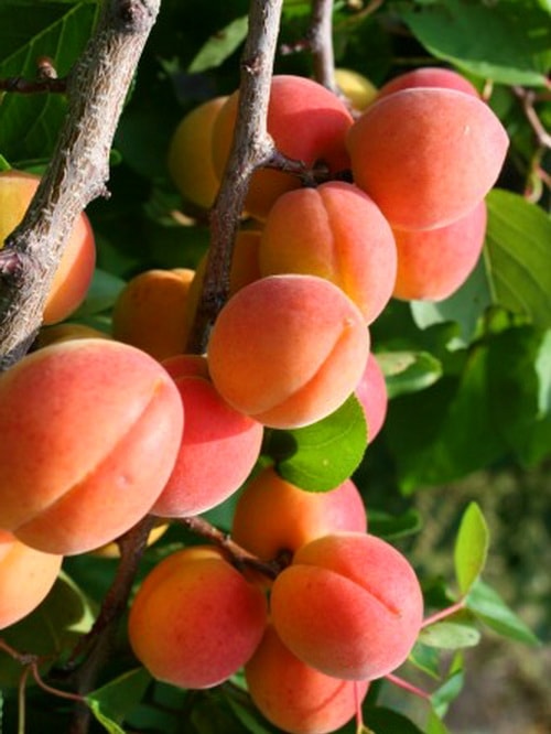 абрикос выращивание и уход