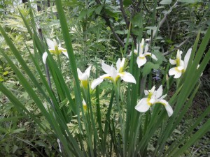 iris sibirica ирис сибирский фото в саду
