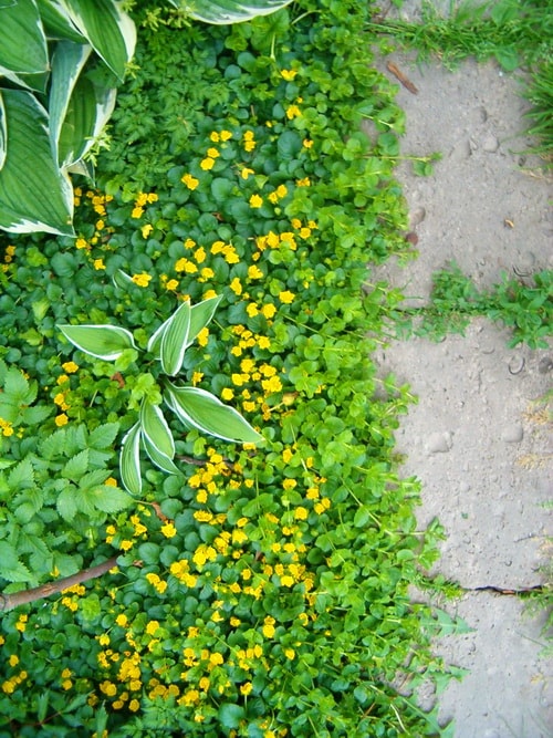 стелющиеся растения для сада (фото 2014)