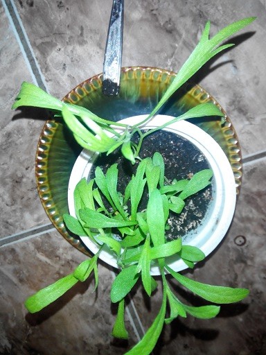 растение тархун (эстрагон) выращивание из семян (фото)