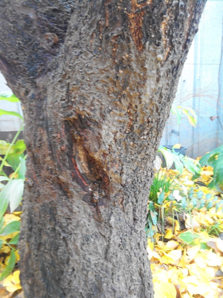 От короеда на яблоне. Альтернариоз яблони ствол. Жук короед в стволе яблони. Короед на яблоне. Борьба с короедом на плодовых деревьях на яблоне.