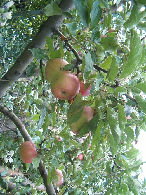сорта яблонь интенсивного типа