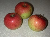 сорта яблони для интенсивного сада