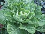 листовая форма капусты обычно используется для салатов