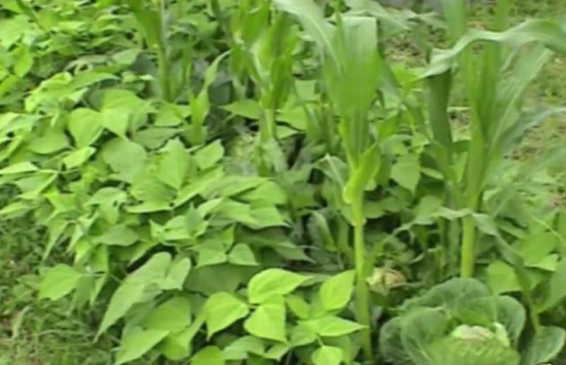 совмещенные посадки овощных культур - фасоль, капуста, кукуруза (фото)