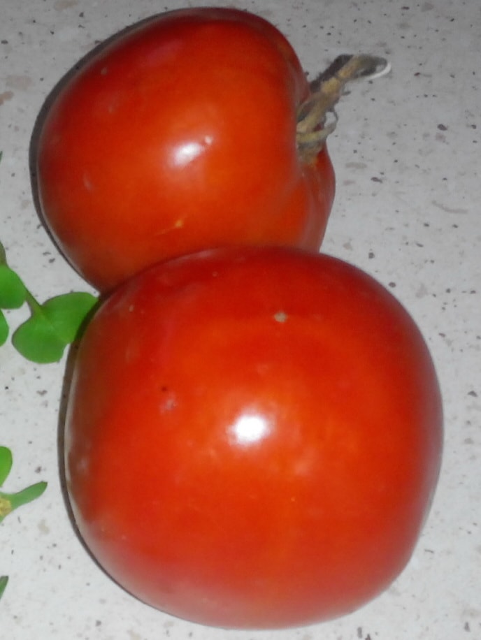 разновидности томатов