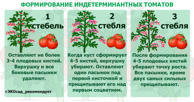 формирование индетерминантных томатов